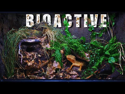 Bioactive Vivarium For a Leopard Gecko 