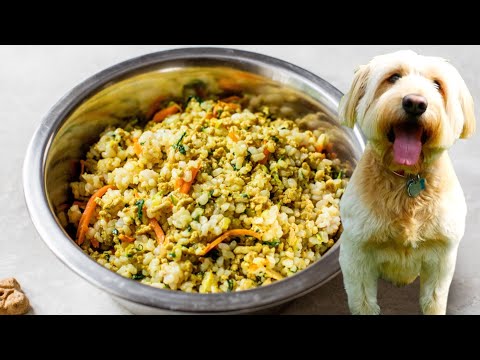 How to Make Homemade Dog Food: A Beginner's Guide