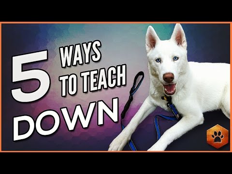 How to Teach a Dog to Lie Down - 5 Alternate Methods for All Dogs