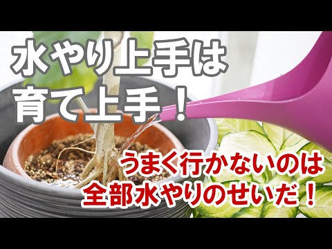 バナナの木が喉が渇いているかどうかはどうやってわかりますか?水やりのポイント  庭園
