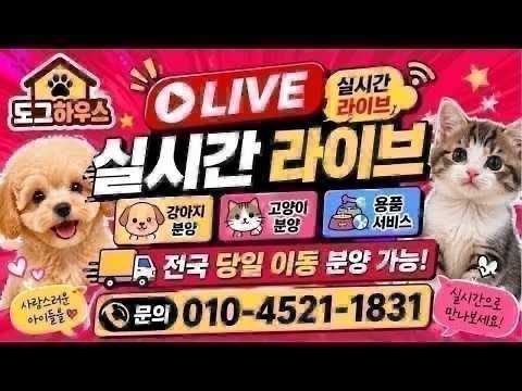 강아지분양 고양이분양????실시간 라이브 상담????분양가 할인…