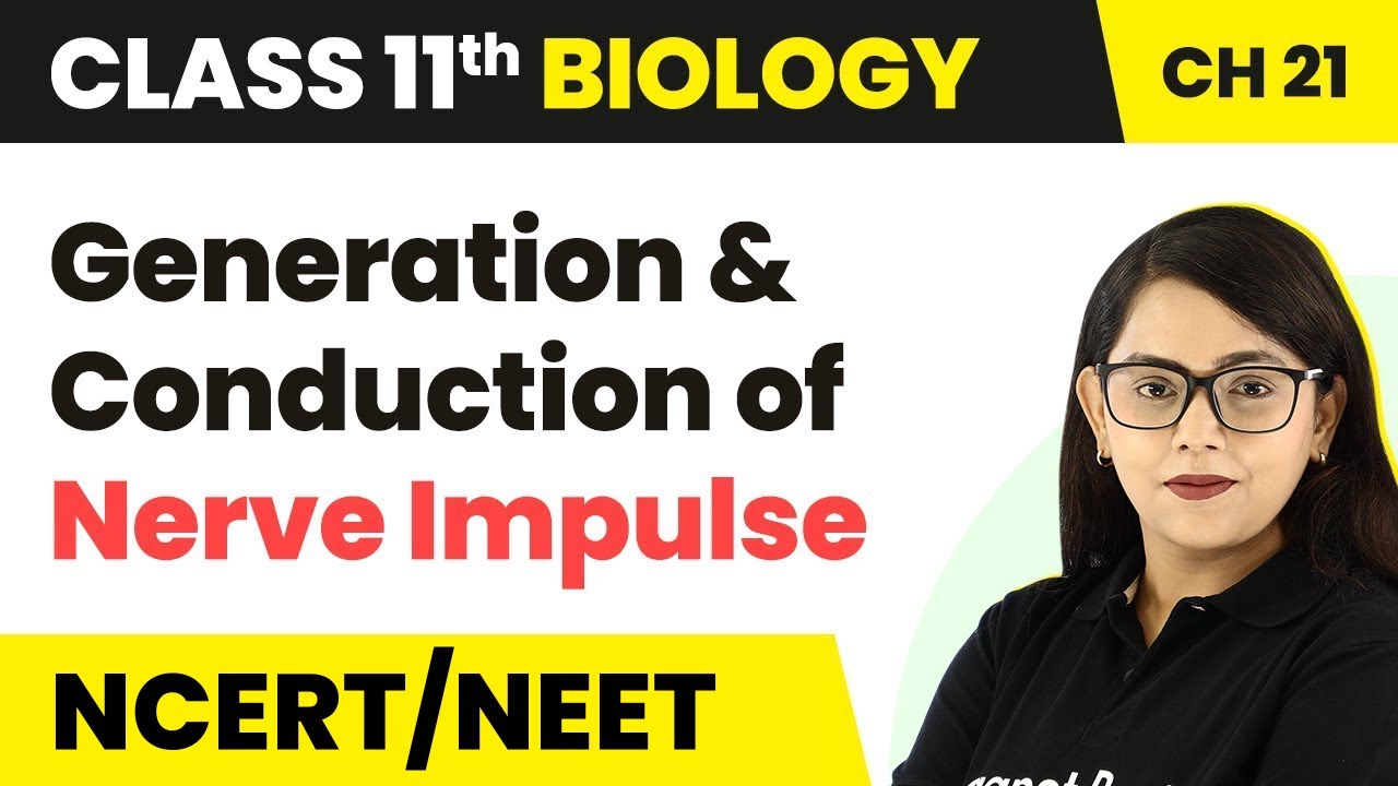 Neural Control & Coordination |Generation & Conduction of Nerve Impulse|class 11 Biology