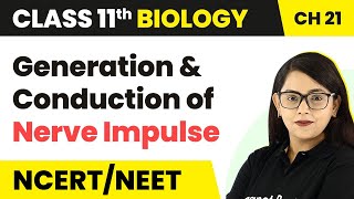 Neural Control & Coordination |Generation & Conduction of Nerve Impulse|class 11 Biology