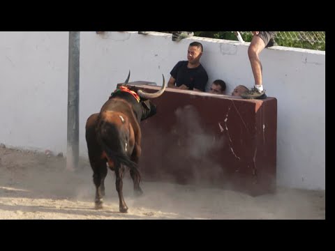 😱 MOMENTO DE TENSION CON EL TORO! TOROS A CAJON TRES JUNCOS 2025