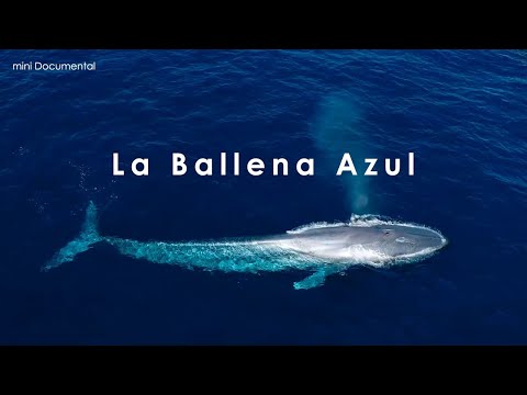 La Ballena Azul | Mini Documental
