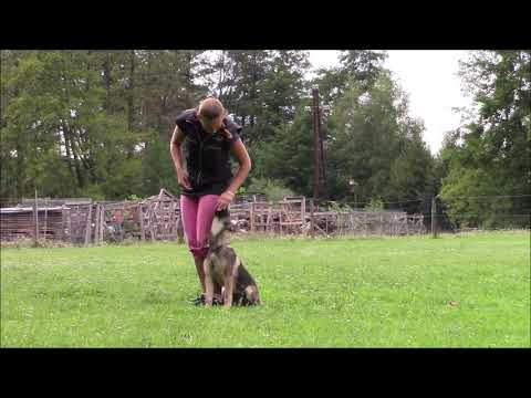 Vampir z Jukasu - obedience - 4,5 months