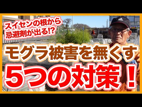 モグラに対する植物: 緑地からモグラを遠ざけるためのトップ 3!  庭園