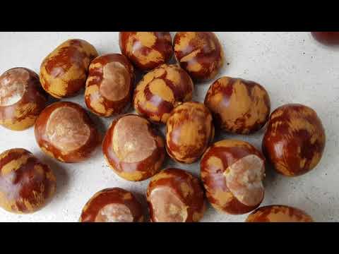 Kastanienbaum selber züchten