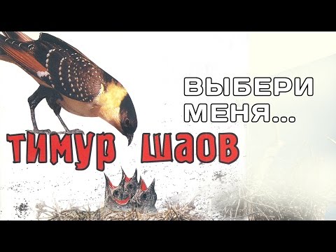 Тимур Шаов - Выбери меня (Альбом 2004)
