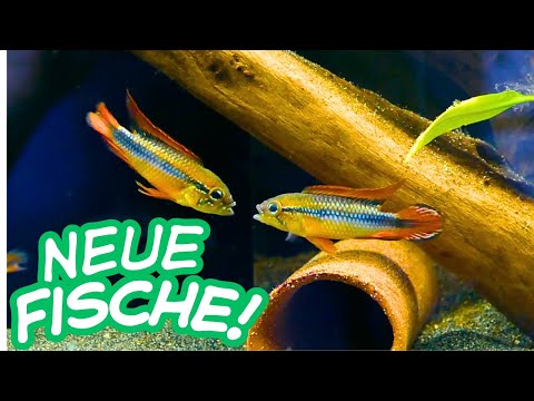 NEUE FISCHE bei Fishtopia