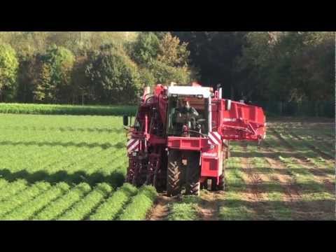 Dewulf ZBII - 2-row self-propelled carrot harvester with bunker