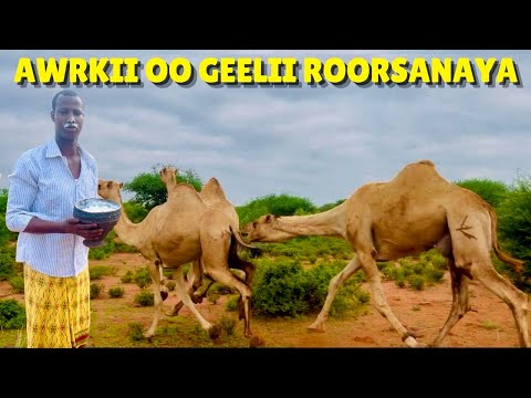 AWR QOOQAY OO ROORSANAYA GEELII || INA MIISAAN IYO XERADA GEELA.