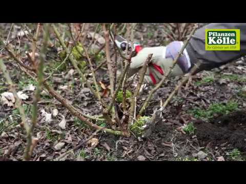 Beetrosen zurückschneiden im Frühling | Pflanzen-Kölle