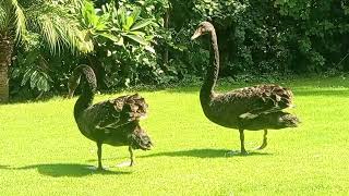 Download the video "Black Swans. "