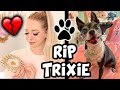 Losing my Best Friend... RIP Trixie