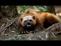 Wolverine Sound / Wolverine Voice Animal Sounds