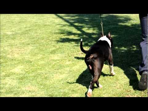 INTERNATIONAL DOG SHOW ATHENS 14-15 MAY CAC CACIB  2