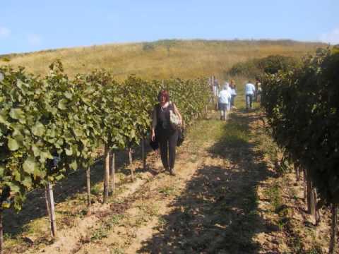 Ljubisa Krnic-ja sam lala iz ravnog banata