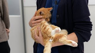 태어나서 처음으로 병원에 간 아기 길고양이