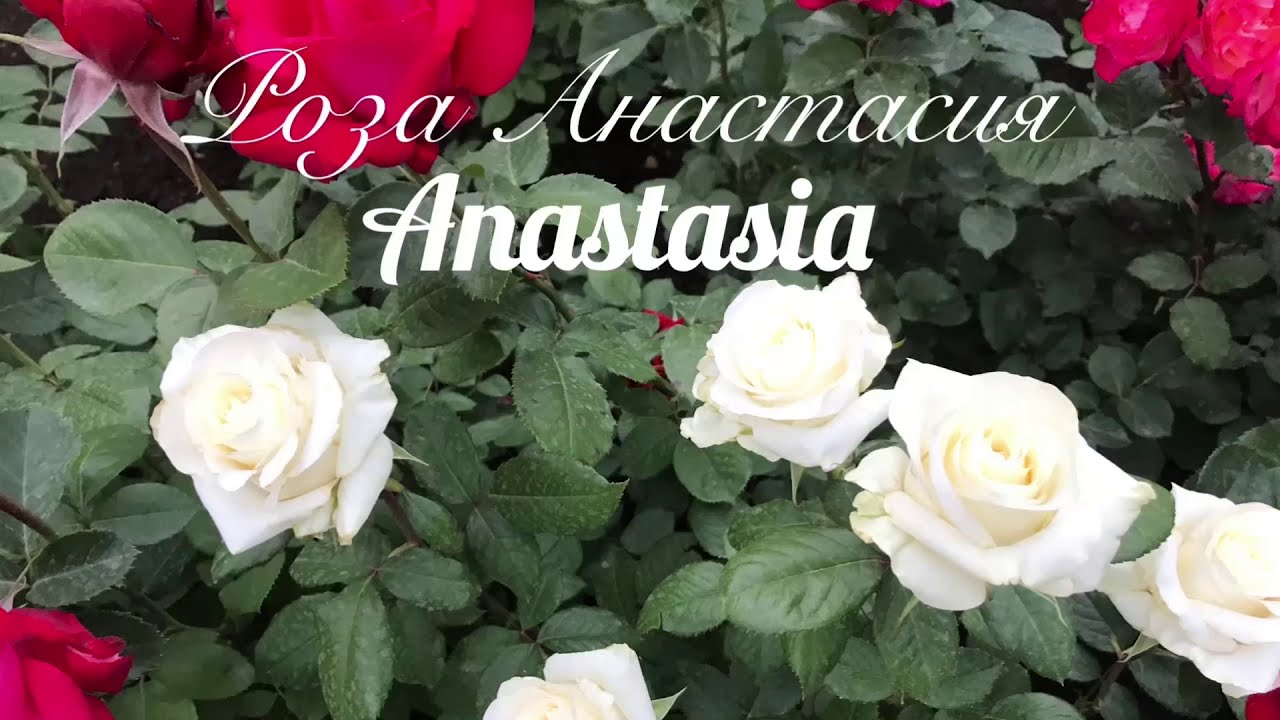 Красивые розы. Роза Анастасия (3 зона)