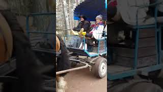 Pippi Långstrump, Kling o Klang åker hästskjuts på Astrid Lindgrens Värld