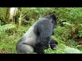 Silverback Rukundo Mating With A Sub Adult Female Visit Uganda