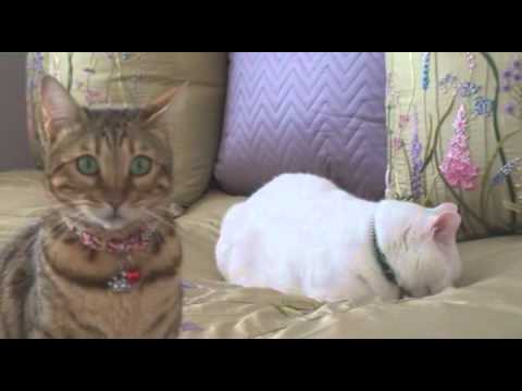 Tabloid Rumors!  Starring Tasha and Tito the Movie Star Cats