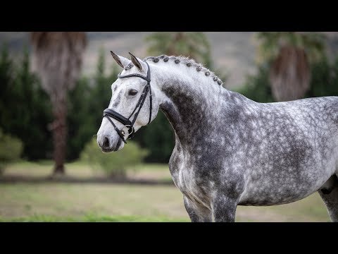 **SOLD** Piro Free Lusitano Gelding  (REF#450)