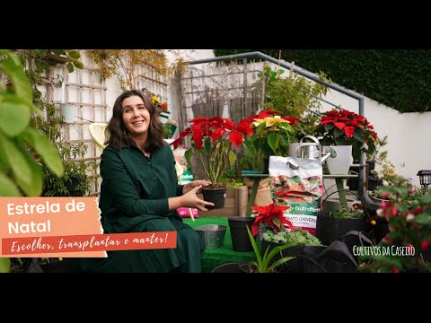 Estrelas de Natal - Como escolher e manter!