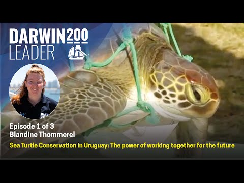Sea Turtle Conservation in Uruguay - by Blandine Thommerel - Episode 1