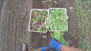 HOW TO: Harvest radish (Fast Harvesting for Restaurants)