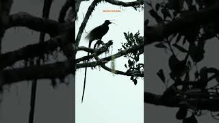Download lagu brown sicklebill call suara burung paruh sabit coklat#shorts #hewanunik mp3