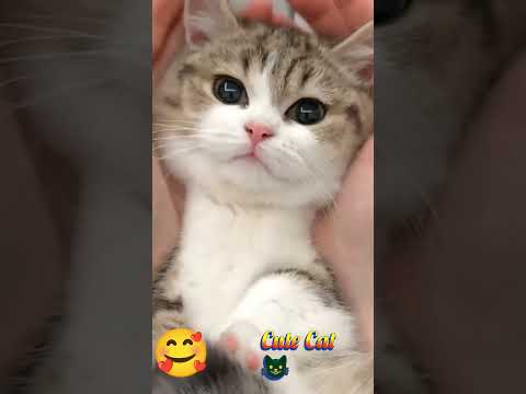 Cute Cat # Shorts #Youtube Short 🥰