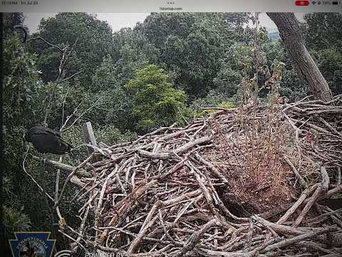 Young Turkey Vultures visit the Hanover,Pa eagle nest.