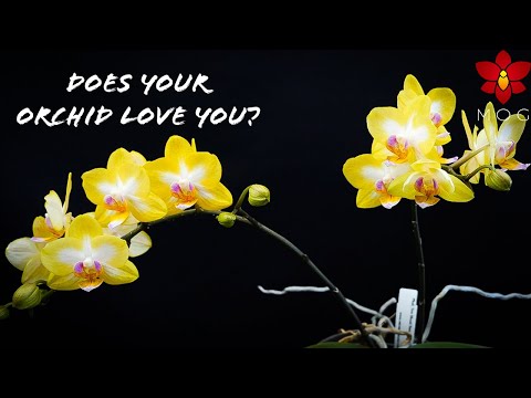 5 Signs that say your Orchid loves you! 💚 | Orchid Care Tips for Beginners