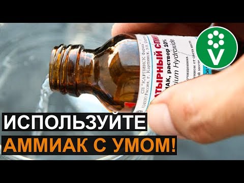 НАШАТЫРНЫЙ СПИРТ (АММИАК) ужасное средство для огорода, пока вы не добавите…