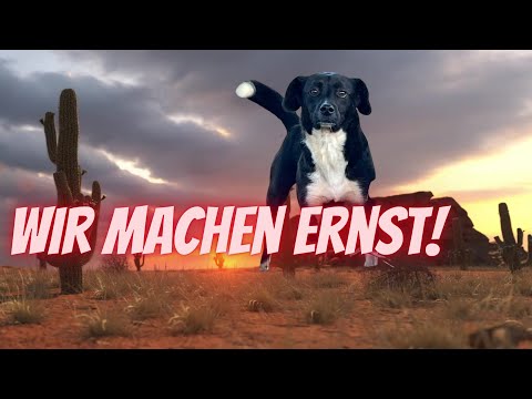 hundeerziehung startet! milagro lernt 3 der wichtigsten übungen.