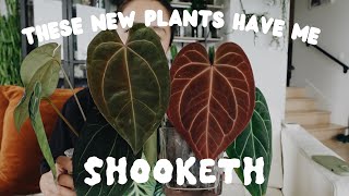 sooooo i got a bunch of new plants and i can't deal 🫠 (PART 1 of 2)