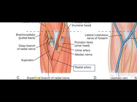 Pronator teres relations