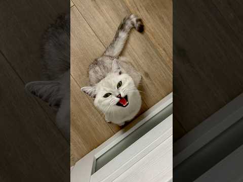 Why do cats do this?😂 Subscribe to support😺❤️ #cat #cats #americe