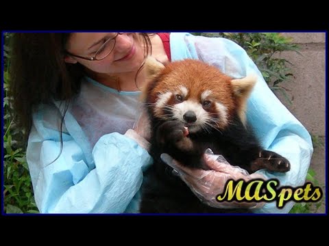 image-Would a red panda be a good pet? 