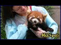 Can You Keep A RED PANDA as a Pet?