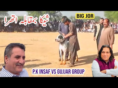 Champion bully dogs athra & sheeka | pure big bully gultair | p.k insaf vsgujjar group | sial daily