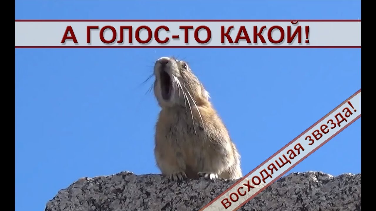 Хомяк - восходящая звезда музыкальной сцены