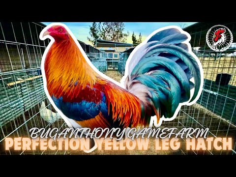 Perfection Yellow Leg Hatch | BUGANTHONY GAMEFARM