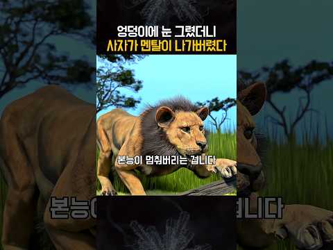 소 엉덩이에 눈을 그렸더니 사자가 포기했다?