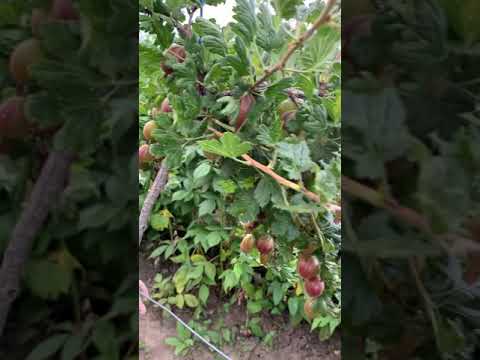 Agrise, zmeura si plantele aromatice