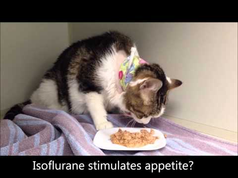 A Cat eating immediately following e-tube placement