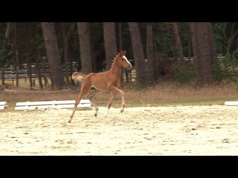 Auktionsfohlen Nr 17 SF v. Dallmayr – Maestro