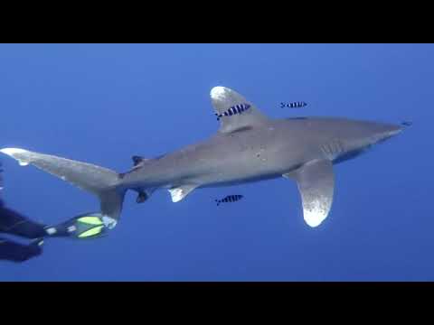 Tauchen mit Haien | Respekt, Ruhe & Faszination unter Wasser 🦈